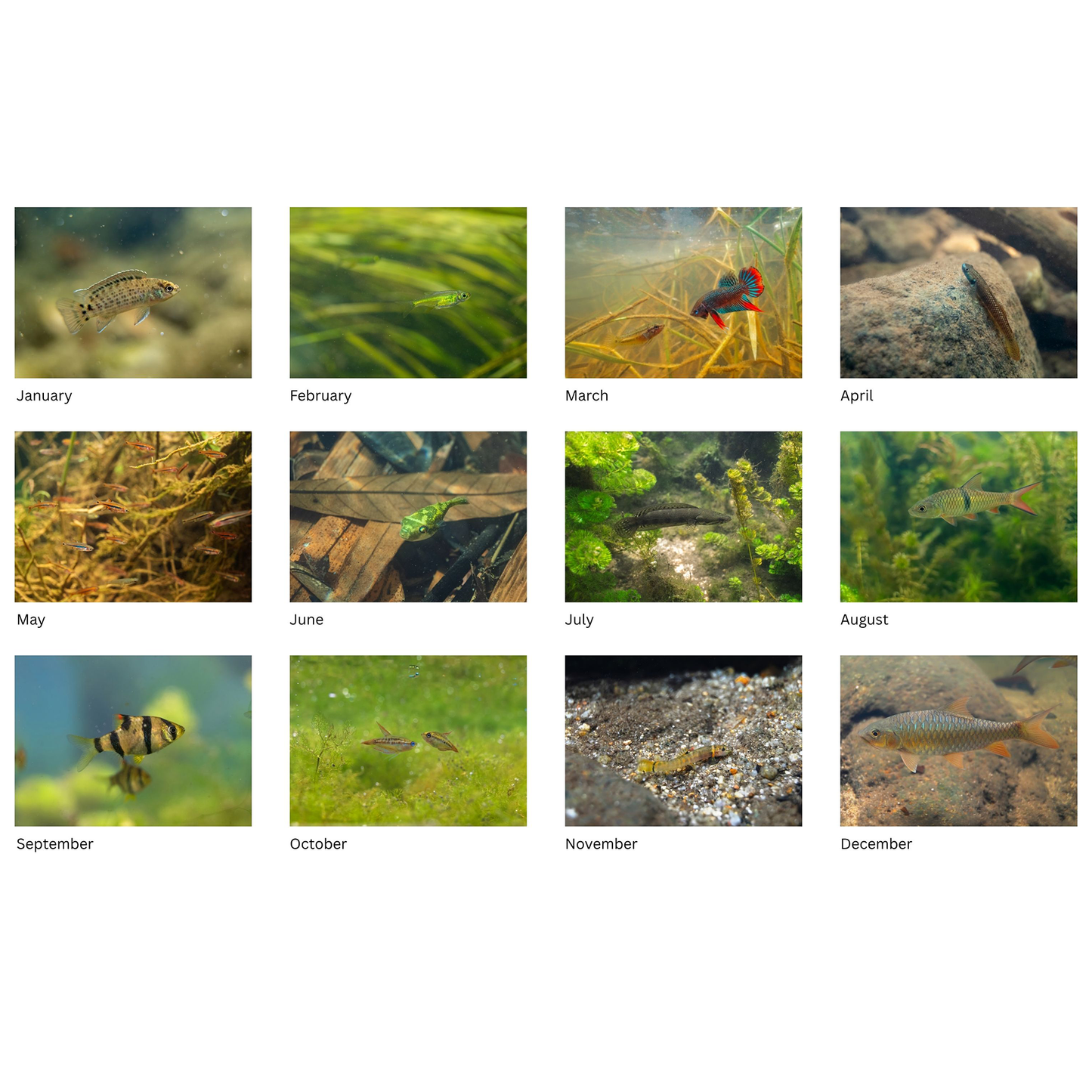 Wall calendar 2026 (Rest of The World)