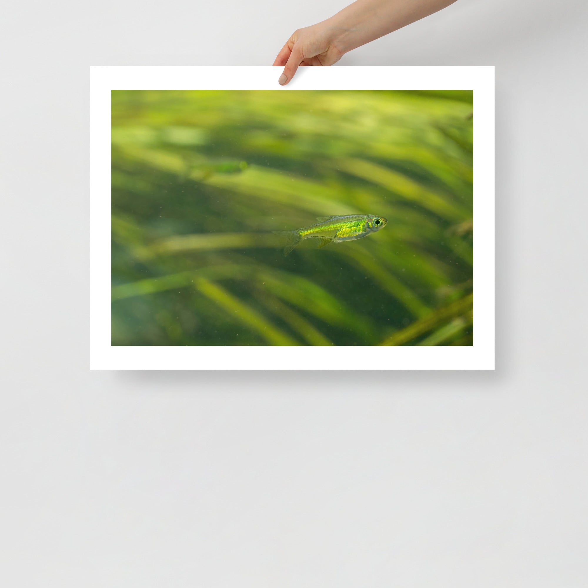 Neon Green Rasbora (Microdevario kubotai) in the wild - Natural Habita ...